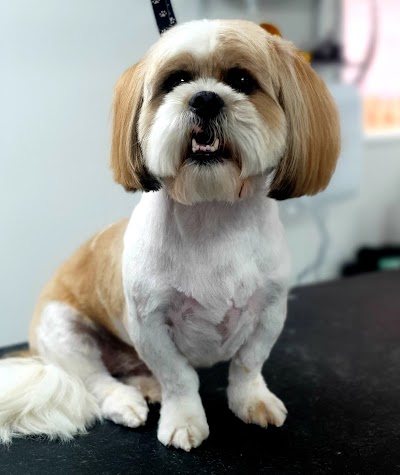 Grooming Van Image