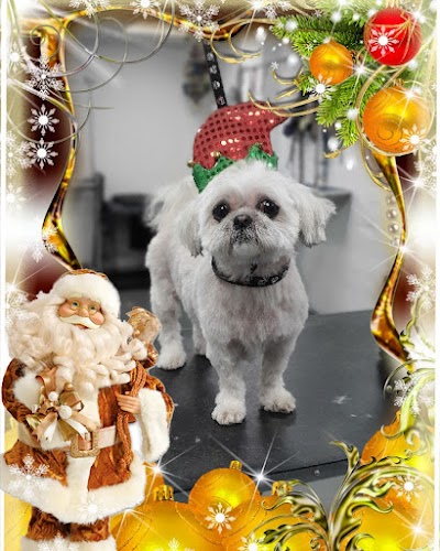 Grooming Van Image