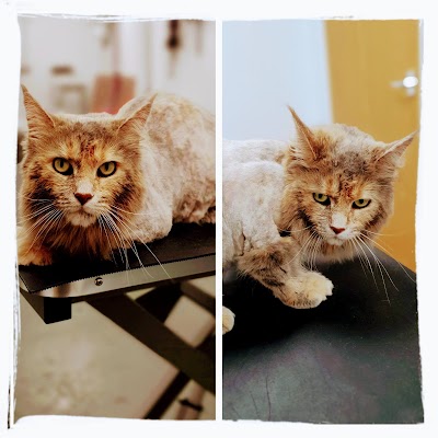 Grooming Van Image