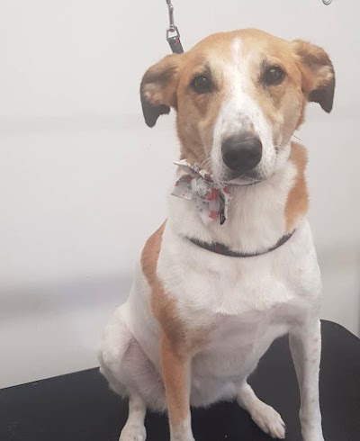 Grooming Van Image