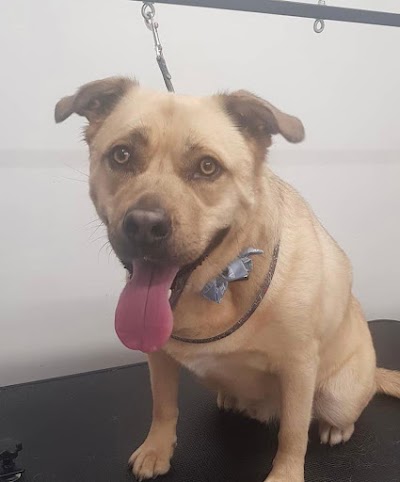 Mojo's dog groomers