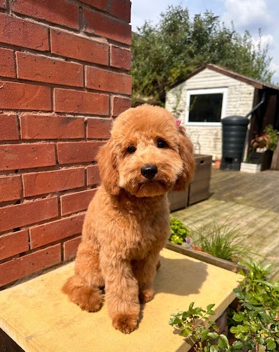 Grooming Van Image