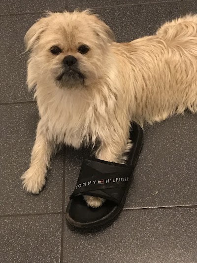 Grooming Van Image