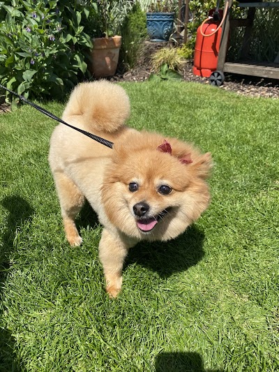 Grooming Van Image