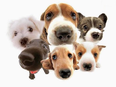 Mutt Hut Dog Groomers