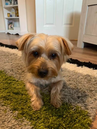 Grooming Van Image