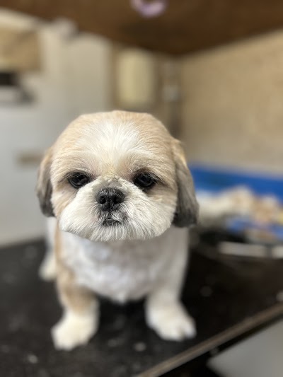 Grooming Van Image