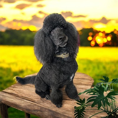 Grooming Van Image