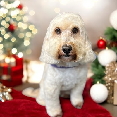Grooming Van Image