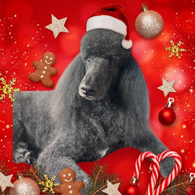 Pawfect Pups Dog Grooming (Swadlincote)