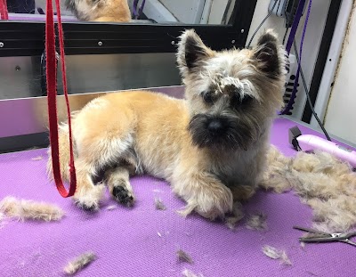 Grooming Van Image