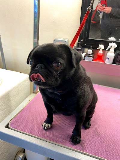 Grooming Van Image