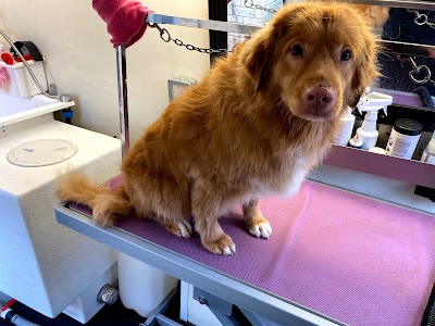 Pawsitively Divine