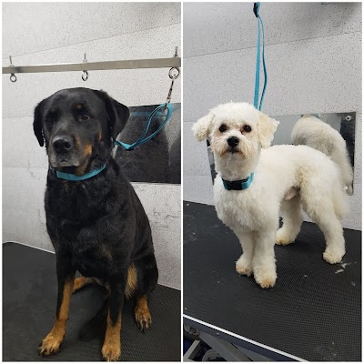 Grooming Van Image