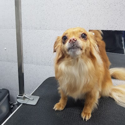 Grooming Van Image