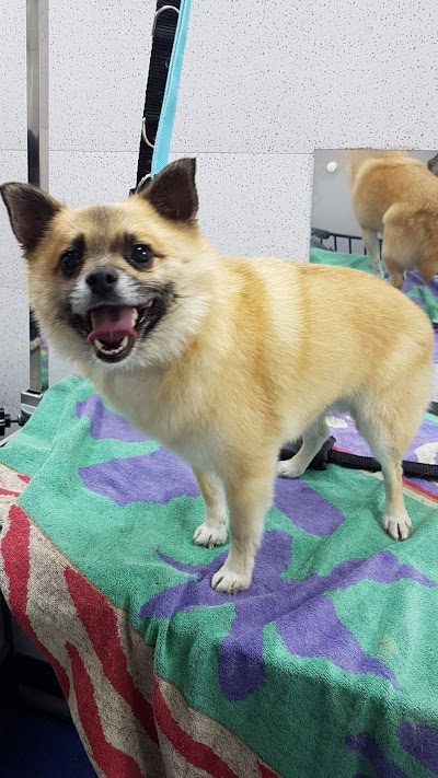 Grooming Van Image