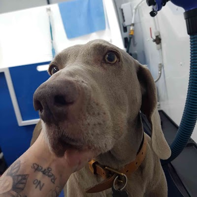 Grooming Van Image