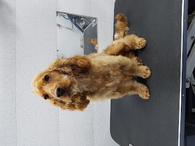 Grooming Van Image