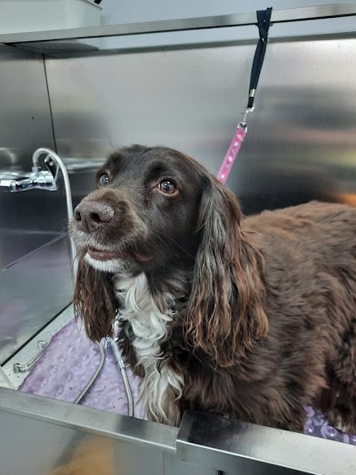 Grooming Van Image