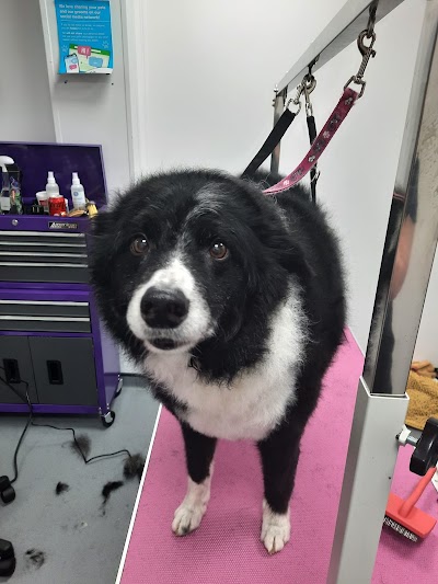 Grooming Van Image
