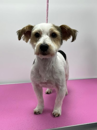 Grooming Van Image