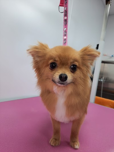 Grooming Van Image
