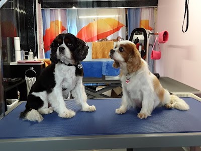 Grooming Van Image