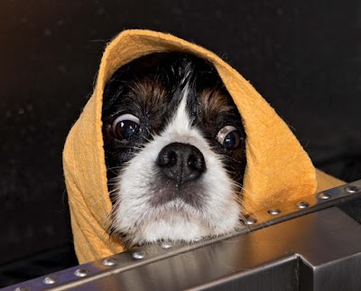 Grooming Van Image