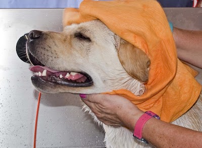 Grooming Van Image