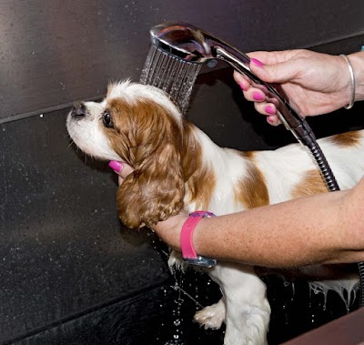 Grooming Van Image
