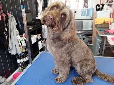 Grooming Van Image