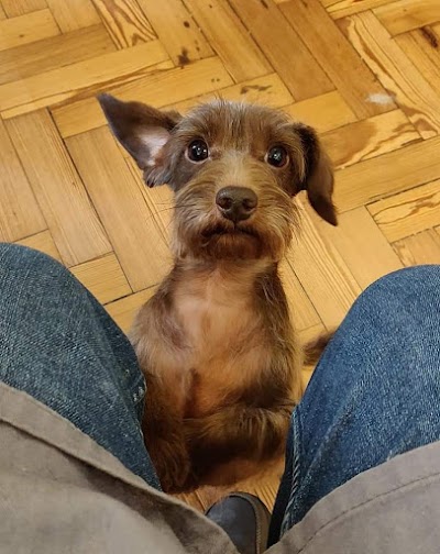 Grooming Van Image