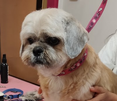Grooming Van Image