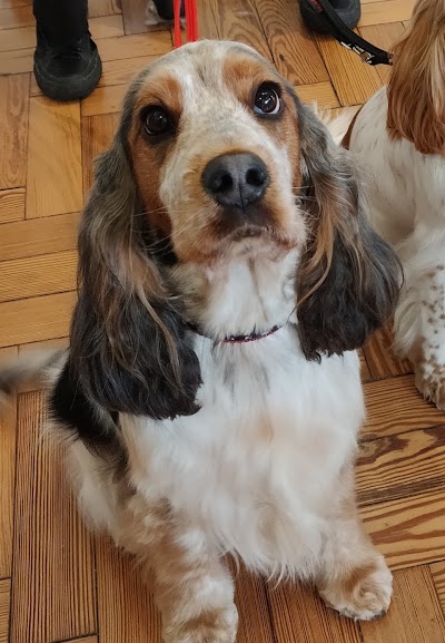 Grooming Van Image