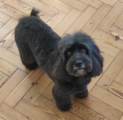Grooming Van Image