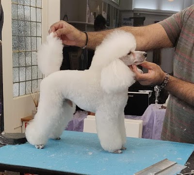 Posh Pets Academy
