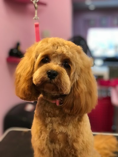 Grooming Van Image