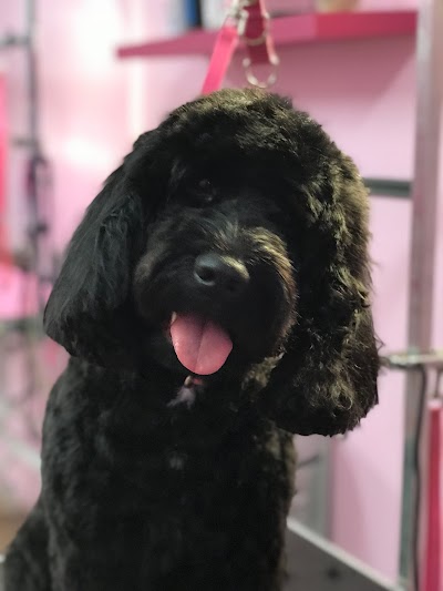 Grooming Van Image