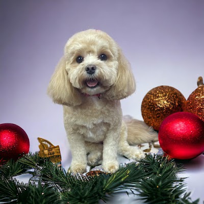Pretty Pawz Dog Grooming