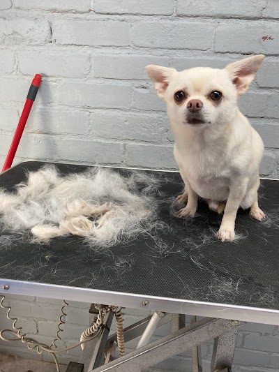 Grooming Van Image