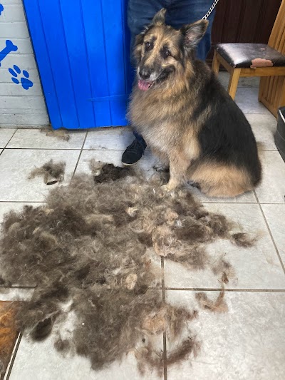 Grooming Van Image