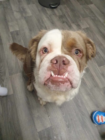 Grooming Van Image