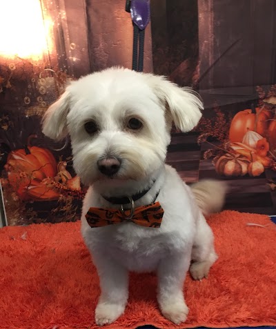 Grooming Van Image