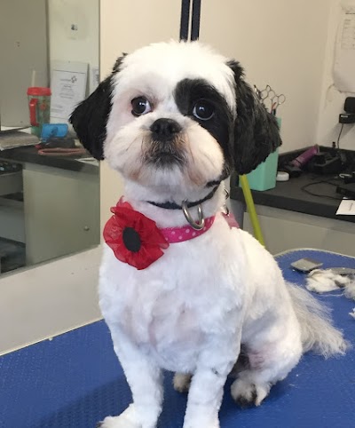Grooming Van Image