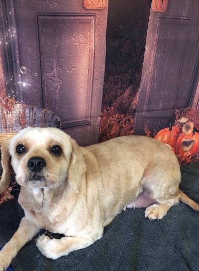 Grooming Van Image