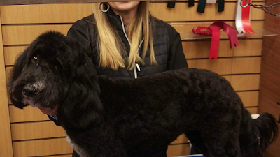 Rovers Dog Grooming Parlour
