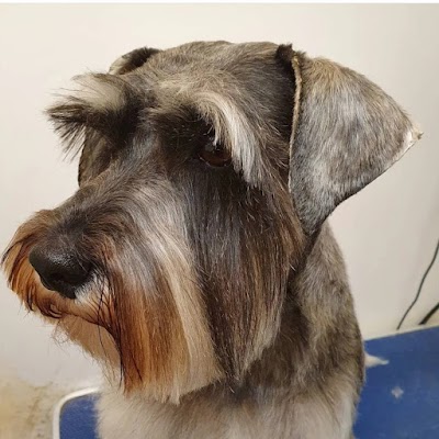 Grooming Van Image
