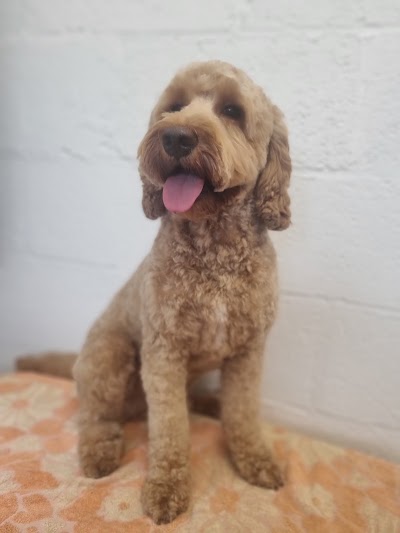 Grooming Van Image