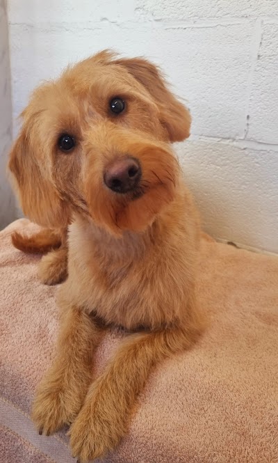 Grooming Van Image