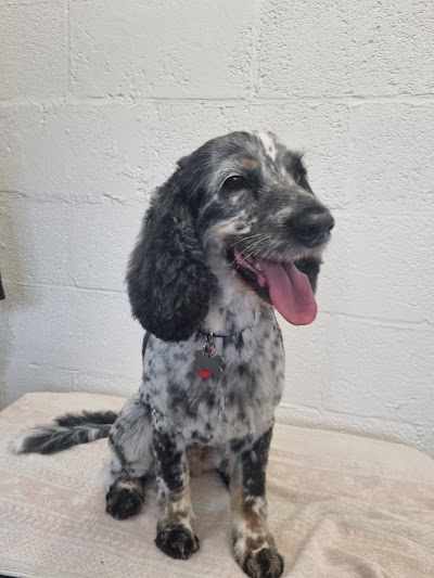 Grooming Van Image